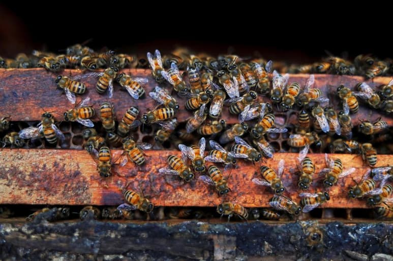Se analiza la posibilidad de que los productores locales puedan generar sus propias abejas reina.