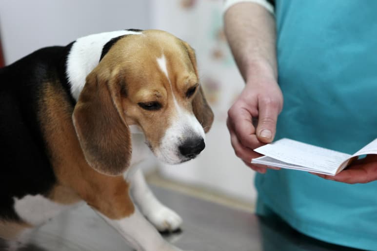 Hasta hace poco tiempo, se suponía que los perros no tenían la posibilidad de tener su propia Brucella y mucho menos de transmitirla las personas.