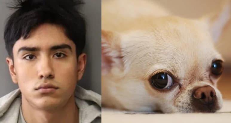 En sus declaraciones el joven dijo que 'era un asesino a sangre fría' y que 'había gozado con el dolor del perro' (ESPECIAL)
