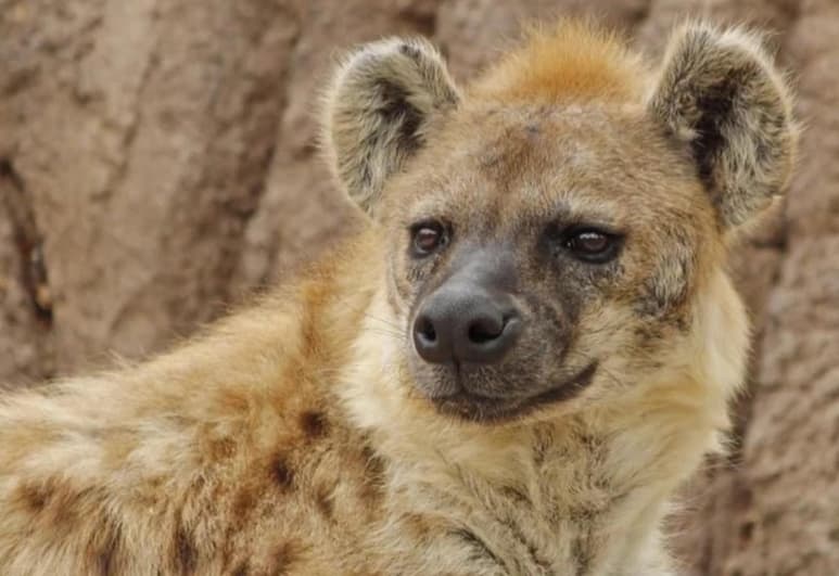 Las hienas experimentan síntomas leves, incluido un poco de letargo, algo de fluido nasal y una tos ocasional, según dieron a conocer funcionarios del zoológico en Denver (ESPECIAL)