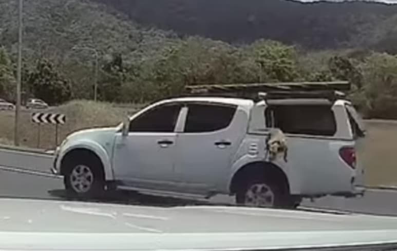 El perro no resulto herido (CAPTURA)
