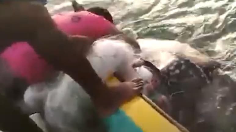 La tortuga fue liberada luego de 2 horas (CAPTURA)