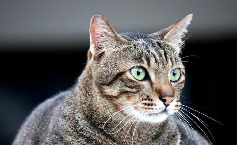 Fue gracias al gato que los residentes del edificio departamental ubicado en Nueva York, se dieron cuenta del incendio que se producía en el primer piso del inmueble (ESPECIAL)