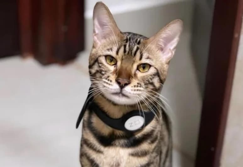 El gato que responde al nombre de 'Zeus', se habría extraviado en la colonia Valle Alto, en Culiacán, Sinaloa (ESPECIAL)