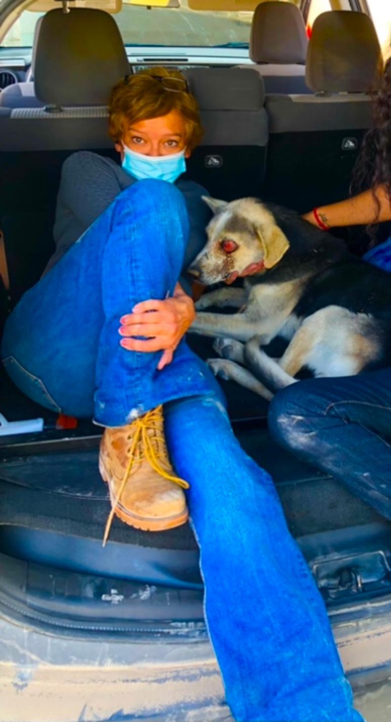 Hannah Enkerlin Hoeflich empezó su proyecto 'Los perros también somos ciudadanos de Parras' en Diciembre 2020. (CORTESÍA)