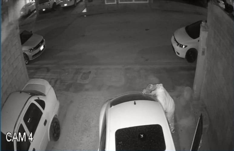 Vecinos del fraccionamiento Los Álamos piden mayor vigilancia ante constantes robos a vehículo. (EL SIGLO DE TORREÓN)