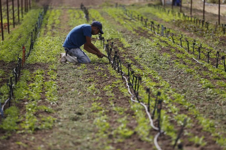 El campo cierra muy complicado el 2021 debido a los aumentos que se han registrado en los fertilizantes. (ARCHIVO)
