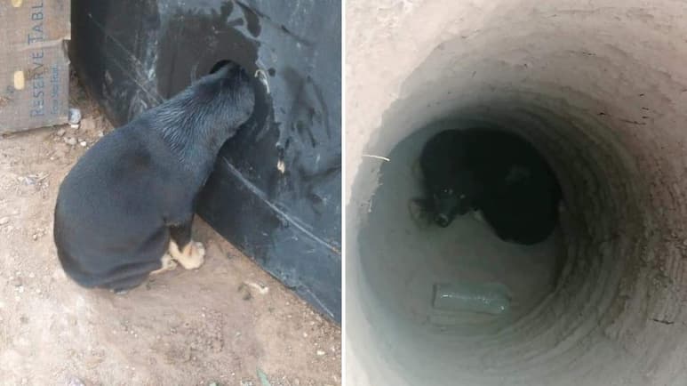 La tarde del sábado fue un día de auxilio canino para los elementos del cuerpo de Bomberos de Gómez Palacio, quienes se movilizaron a diferentes puntos de la ciudad para brindar auxilio a dos perritos que se encontraban en apuros.