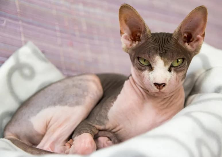 La mujer fue descubierta por una azafata cuando se levantaba la blusa para intentar amamantar a su gato esfinge (ESPECIAL)