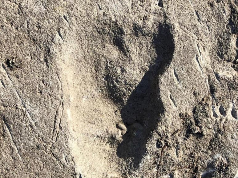 En el yacimiento de Laetoli (Tanzania) se encontró hace cuatro décadas la prueba más antigua de la marcha bípeda de los humanos, pero allí había otras huellas, algunas de las cuales se consideró que fueron obra de un oso, sin embargo, un nuevo análisis las atribuye también a un homínido. (ESPECIAL)