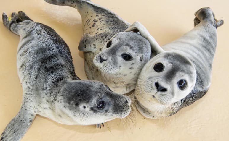 Científicos de Suiza y Países Bajos anunciaron un nuevo método para calcular mediante inteligencia artificial y fotos aéreas la población de focas en una determinada zona, algo con lo que esperan mejorar el estudio y protección de ésta y otras especies en peligro. (ARCHIVO)