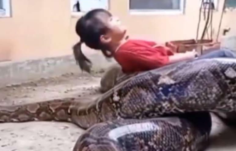 Se cree que la serpiente es la mascota de la menor (CAPTURA)