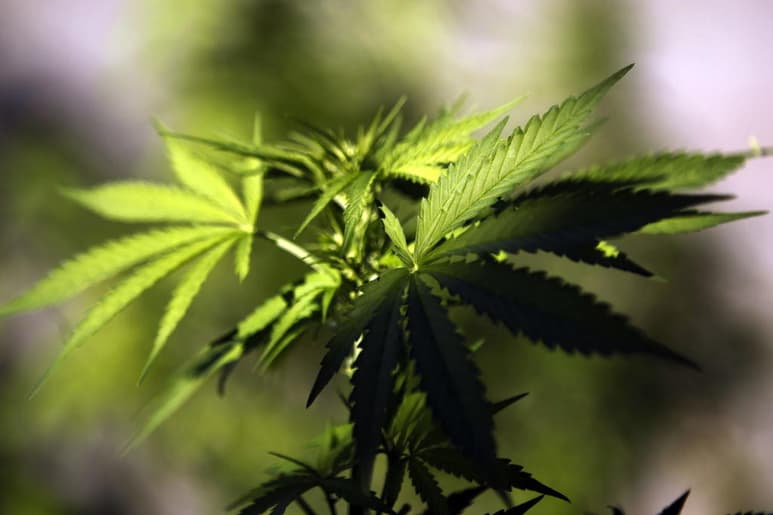 La Cámara de Representantes de Malta legalizó hoy el cultivo y consumo de cannabis con fines recreativos gracias los votos del gobernante Partido Laborista, convirtiéndose en el primer país de la Unión Europea (UE) en hacerlo. (ESPECIAL)