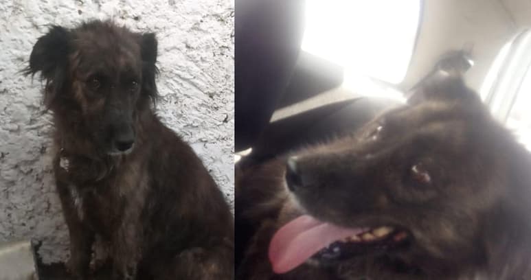 La perrita escapó de la veterinaria donde se encontraba junto a otros tres canes, durante la noche del domingo 15 de diciembre en la colonia Valle Oriente (CAPTURA)