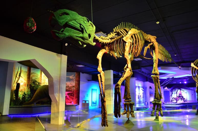 En el marco de su 33 aniversario, el Museo Regional de Historia de Colima (MRHC) tiene como huésped al sabinosaurio coahuilense, quien permanecerá en el recinto hasta abril de 2022.