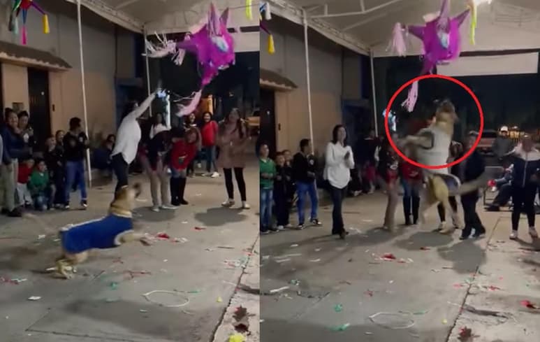 El can se dio a la tarea de romper la piñata de una posada, mientras los asistentes se quedaban con los dulces de ésta (CAPTURA)