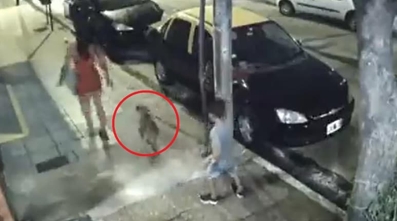 La mujer que era acompañada por un niño, dejó atado al perro a un poste durante la noche de Navidad (CAPTURA)