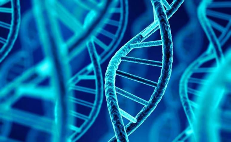 Las muestras de ADN recogidas del aire se pueden utilizar para detectar un gran número de especies animales, un método no invasivo que podría, a partir de ahora, cambiar la manera de monitorizar y medir la biodiversidad animal. (ESPECIAL)