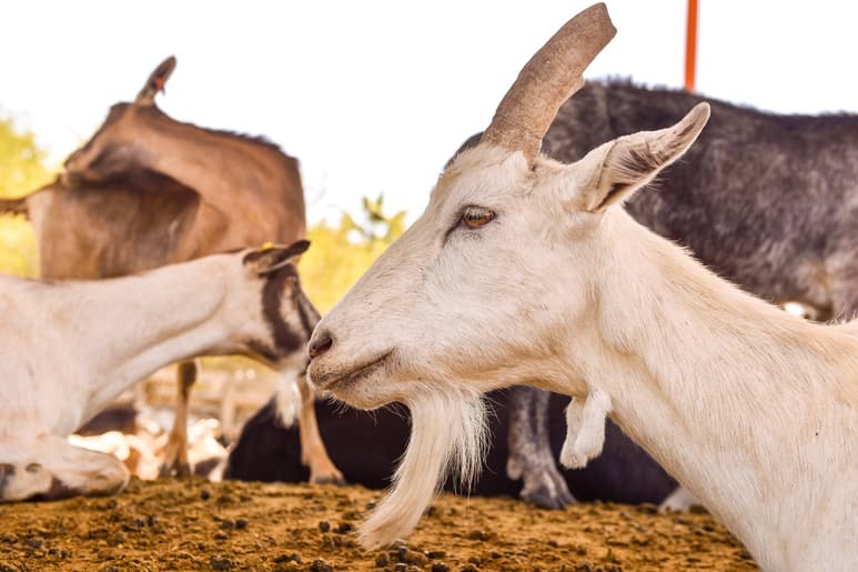 La Sader reportó que el estado de Durango cerró 2021 con una producción de 24 millones 786 mil litros de leche de cabra. (EL SIGLO DE TORREÓN)