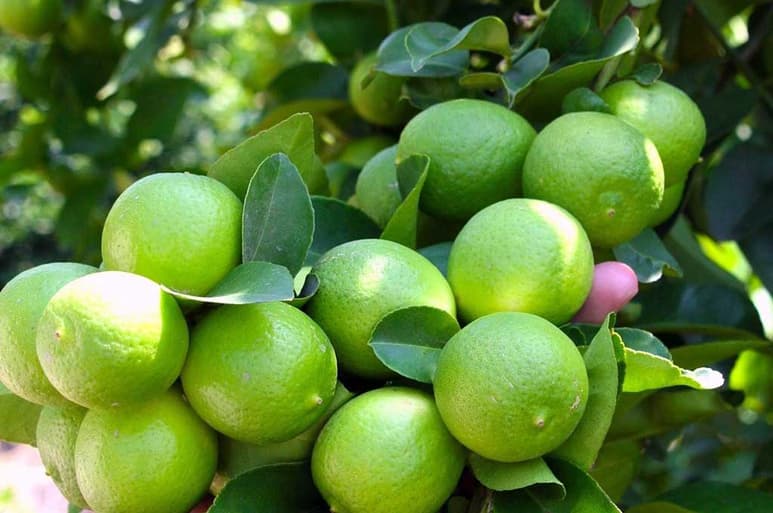 El limón fue el segundo alimento que más subió en México. (ESPECIAL)