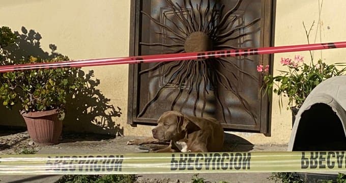 'Chato' era el perro guardián de la periodista. (TWITTER)