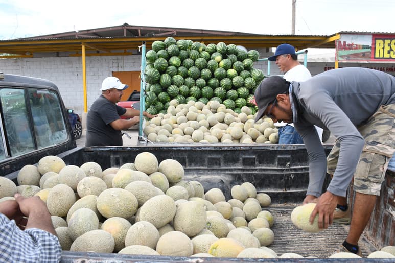 A inicios de abril salen las primeras cosechas de melón. (EL SIGLO DE TORREÓN)