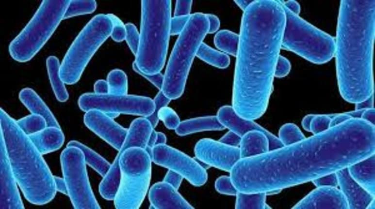 Este microbio, descubierto por científicos de la Universidad Tecnológica de Sidney (UTS), Australia, abunda en todo el mundo, hace la fotosíntesis y libera un exopolímero rico en carbono que atrae e inmoviliza a otros microbios que quedan atrapados en su 'mucosfera'. (ESPECIAL)