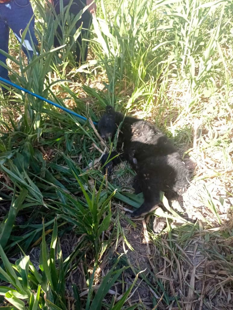 El titular de la asociación de Rescate de Fauna Torreón externó que el oso se encuentra en buen estado.