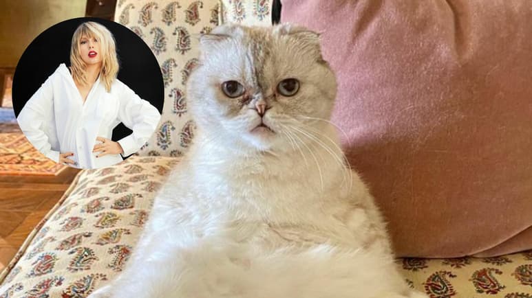 Olivia Benson es la tercera mascota más rica del mundo y su dueña es Taylor Swift