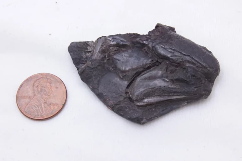 El descubrimiento permite conocer la evolución temprana de un grupo importante de peces vivos en la actualidad. (ESPECIAL)
