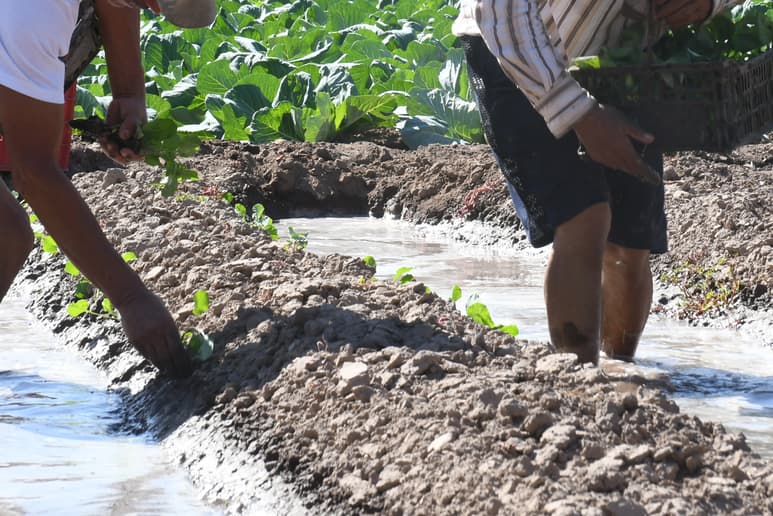 La superficie a sembrar depende mucho de la eficiencia que tenga cada uno de los productores en sus sistemas de riego con el volumen que se recibirá de agua. (ARCHIVO)