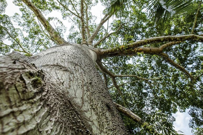 La tasa de deforestación neta anual en Centroamérica es del 0.38 por ciento, aproximadamente unas 83,000 hectáreas por año. (ARCHIVO)