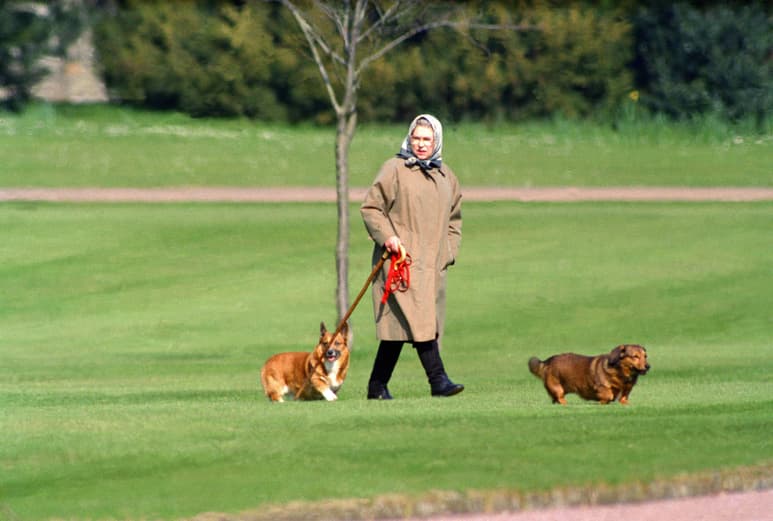 Aseguran que los corgis de la reina Isabel II ya superaron el duelo tras su muerte