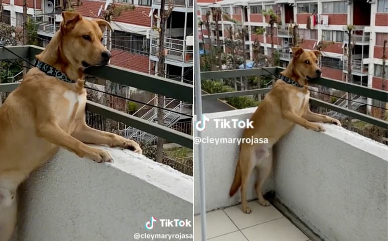 Más allá de la actitud del perrito, quien se encuentra en un balcón sin quitar la mirada hacia el exterior, lo que enterneció a la red y lo volvió viral es su reacción al ser descubierto. (ESPECIAL)