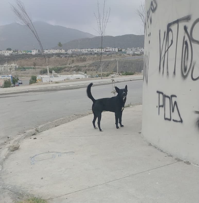 (CORTESÍA)
