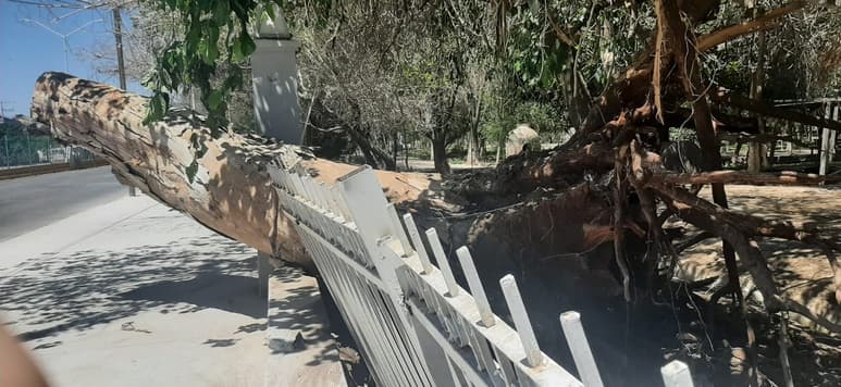 El tronco ya no representa peligro ni para conductores ni transeúntes. (EL SIGLO DE TORREÓN)