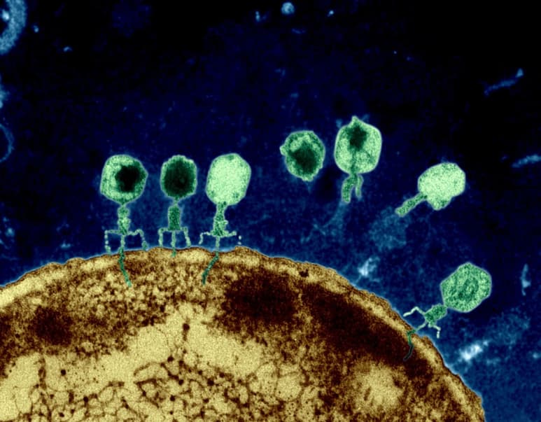 Se ha demostrado que son capaces de combatir las infecciones bacterianas más complejas.