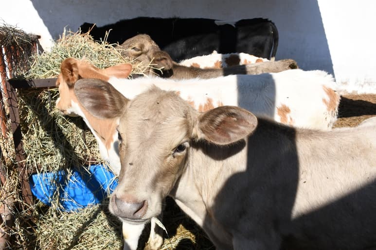 La cifra de becerros exportados es superior en 45 mil cabezas a la que se registró en el periodo anterior. (EL SIGLO DE DURANGO)