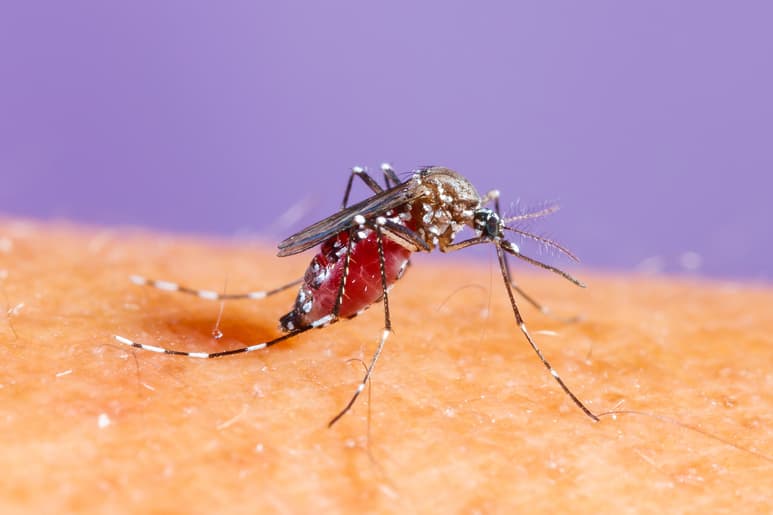Evolución del dengue, identificarla salva vidas