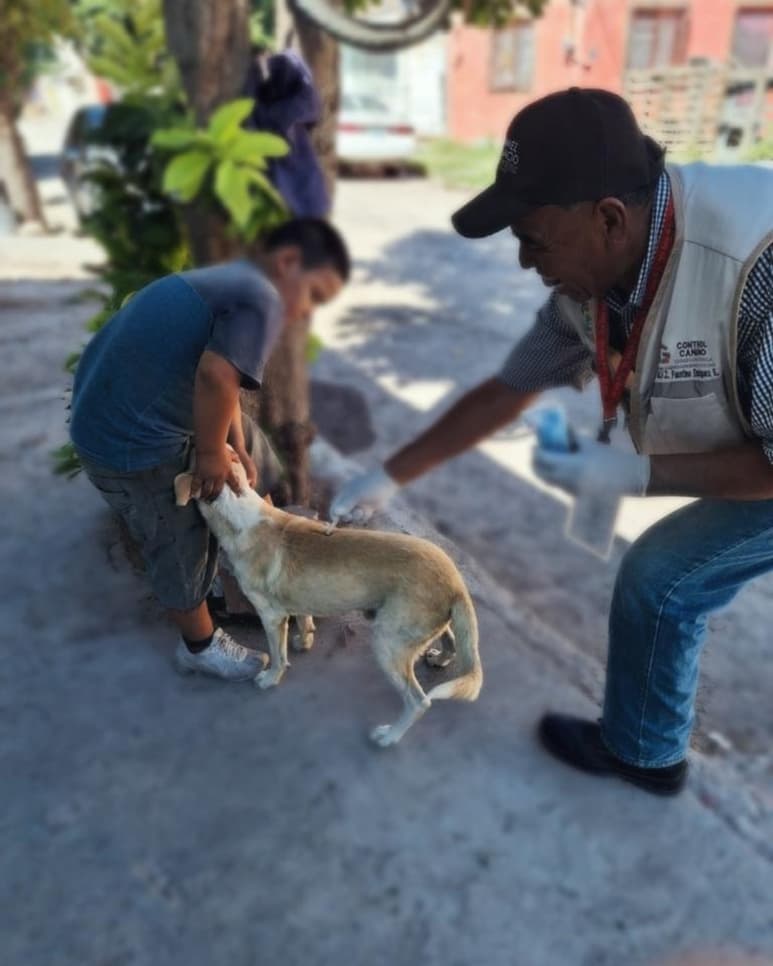 Continúan las acciones preventivas contra las garrapatas en colonias de Gómez Palacio. (CORTESÍA)