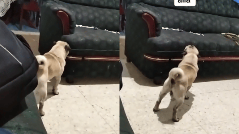 ¡Zape desde el más allá! Perrito es víctima de 'suceso paranormal' y el momento queda grabado