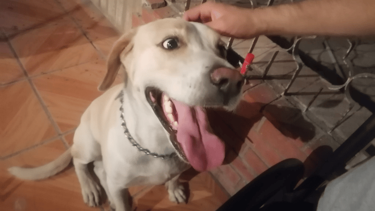 Perritos, entre las grandes víctimas de la pirotecnia registrada en La Laguna