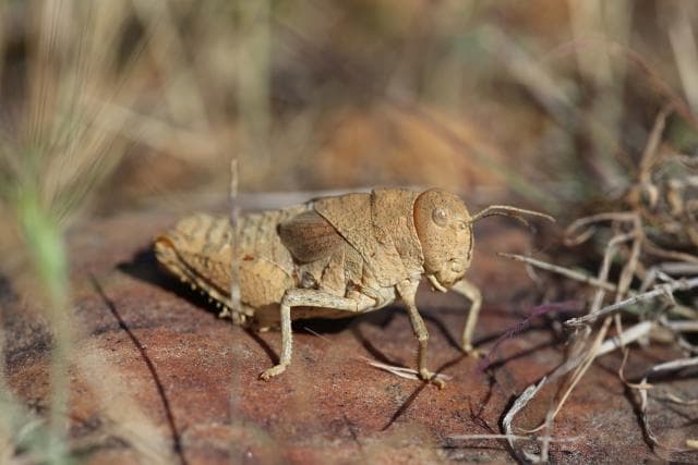 Para proteger a los seres vivos del planeta y reducir la pérdida de biodiversidad es esencial saber en qué situación están las especies y qué riesgos afrontan.