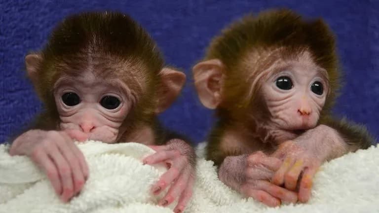 El animal contenía una alta proporción de células derivadas de células madre embrionarias de una línea donante y sobrevivió diez días. (FOTOGRAFÍA DE REFERENCIA)