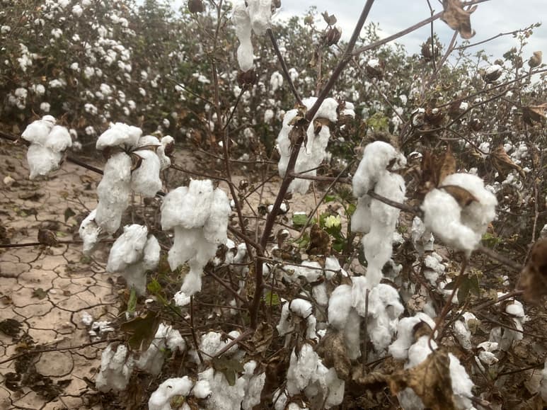 El agua afectó el 20 por ciento de la superficie de algodón. (EL SIGLO DE TORREÓN)