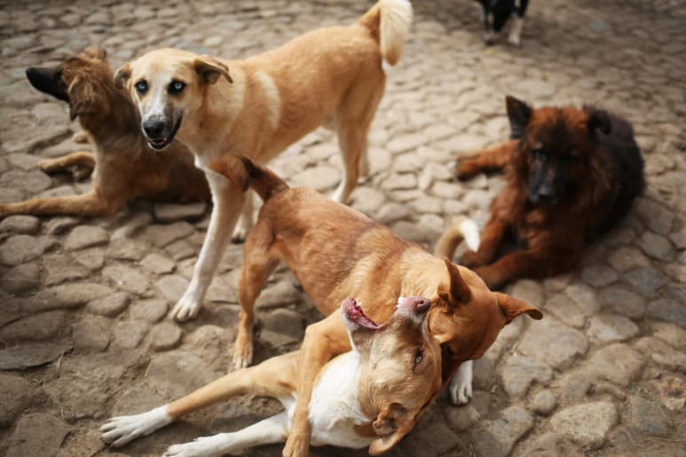Aumenta en Navidad índice de perros abandonados