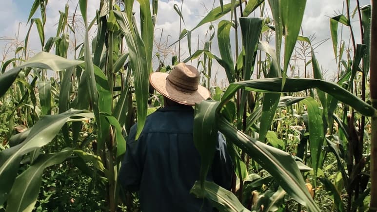Se estima que unas 54 mil 962 hectáreas no fueron sembradas debido a factores como mal clima, falta de créditos o la falta de dinero. (EL SIGLO DE DURANGO)