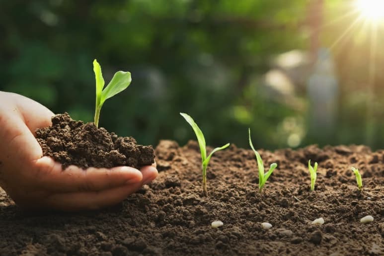 El taller es gratuito y está dirigido a jóvenes y adultos interesados en elaborar un proyecto para reforestar un área pública. (CORTESÍA)