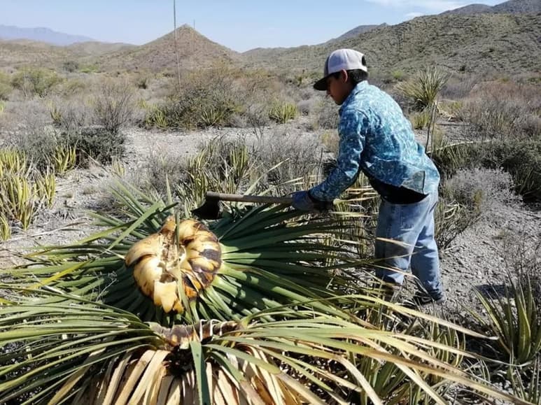 Hay que resaltar la iniciativa del Récord Guinnes que tiene Torreón por el shot de sotol más grande del mundo.
