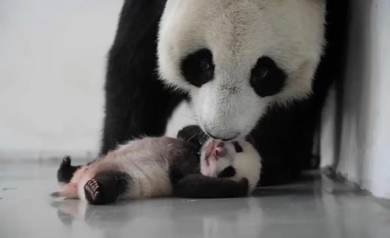 El cachorro de oso panda, extremadamente difícil de reproducir en cautiverio, se convirtió en el primer animal de esta especie en nacer en el Zoológico de Moscú.
